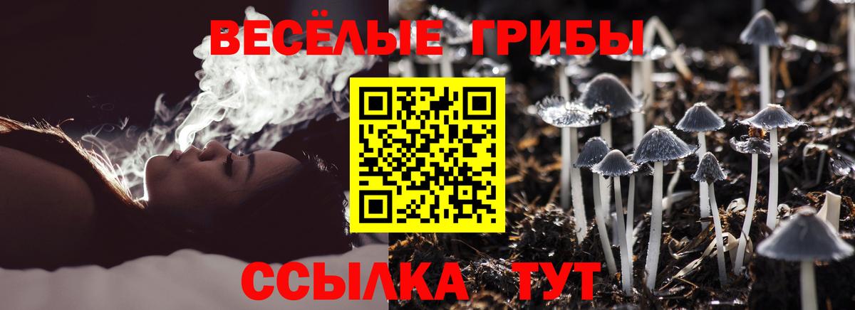 Псилоцибиновые грибы Psilocybe Нальчик